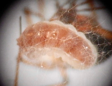 Image 2: Full-grown larva building cocoon